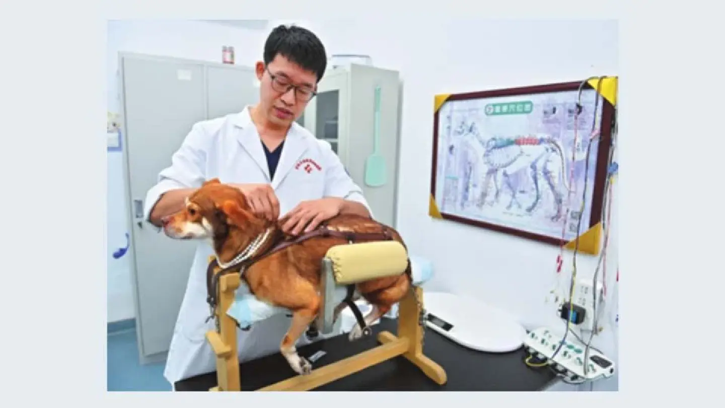 Traditional Chinese medicine offers alternative treatment for pets