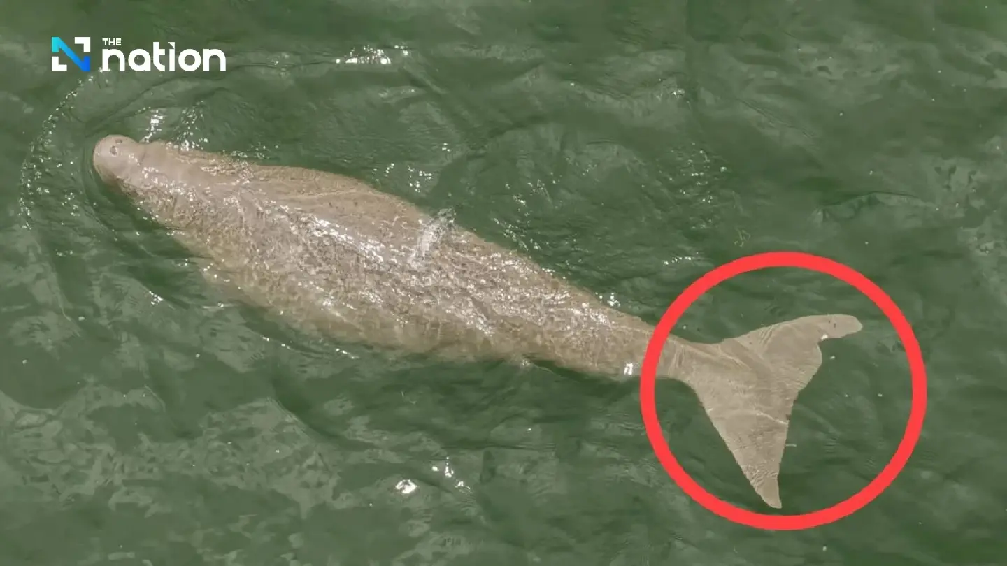 DMCR officials rush to rescue dugongs off Libong Island, Trang