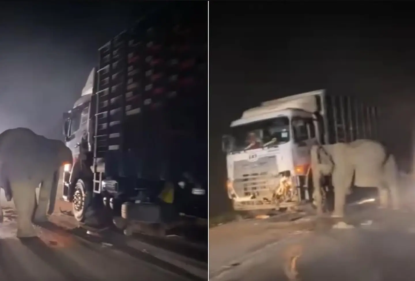 Young elephant dies in Malaysia lorry crash, draws sympathy
