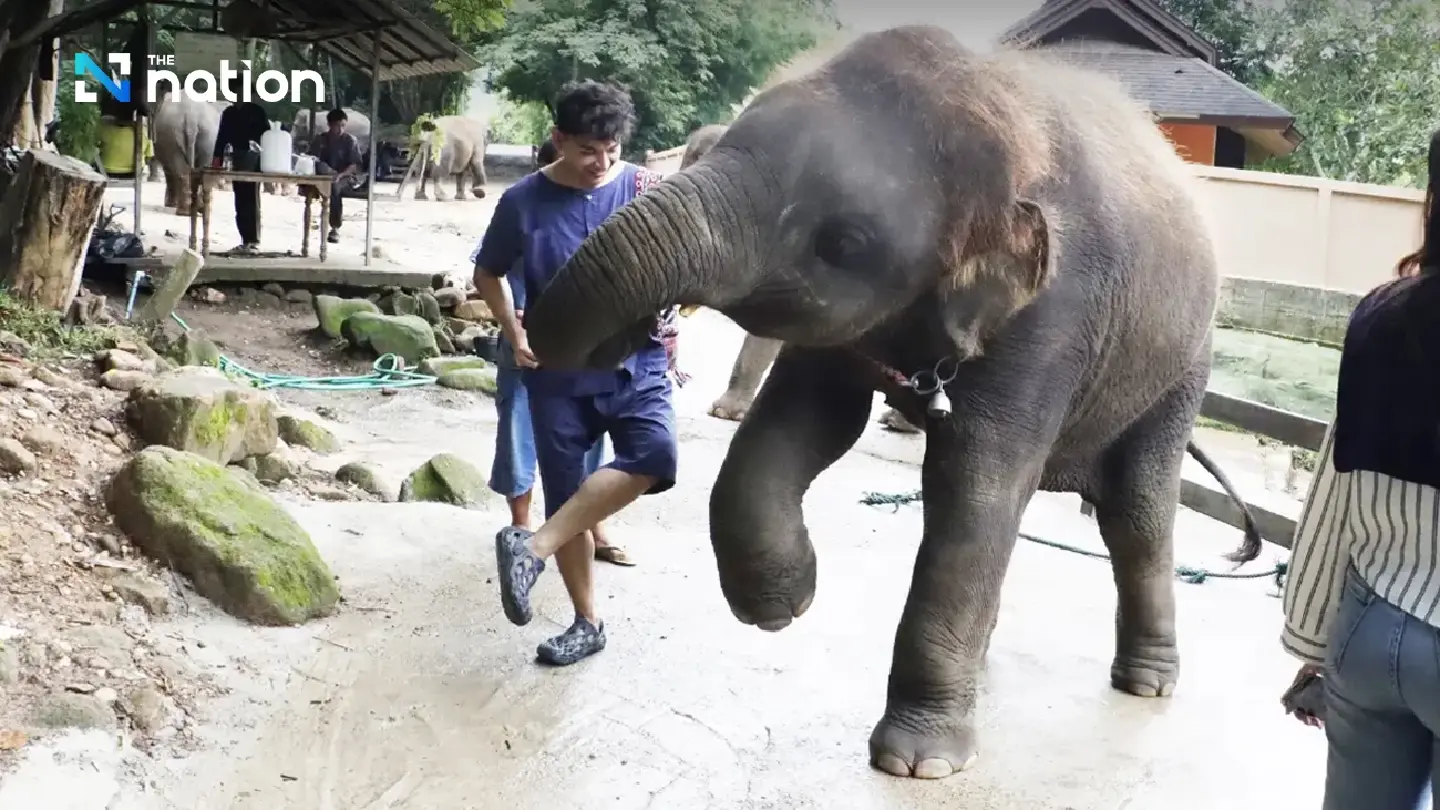 From Rides to Learning: Thai Elephant Camps Reinvent Themselves to Survive