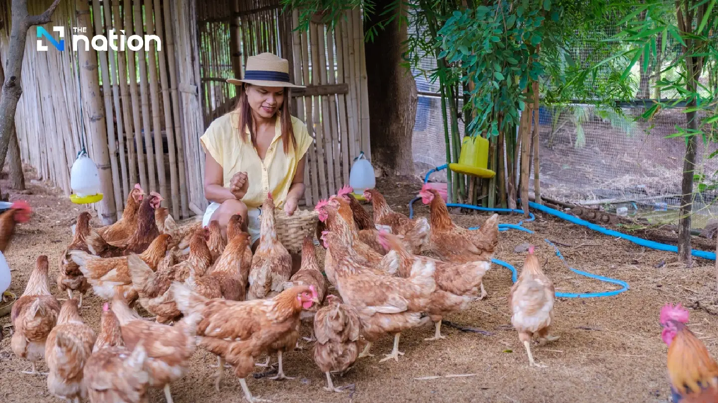 Thailand steps up precautions amid concerns of rising avian flu cases Thailand steps up precautions amid concerns of rising avian flu cases