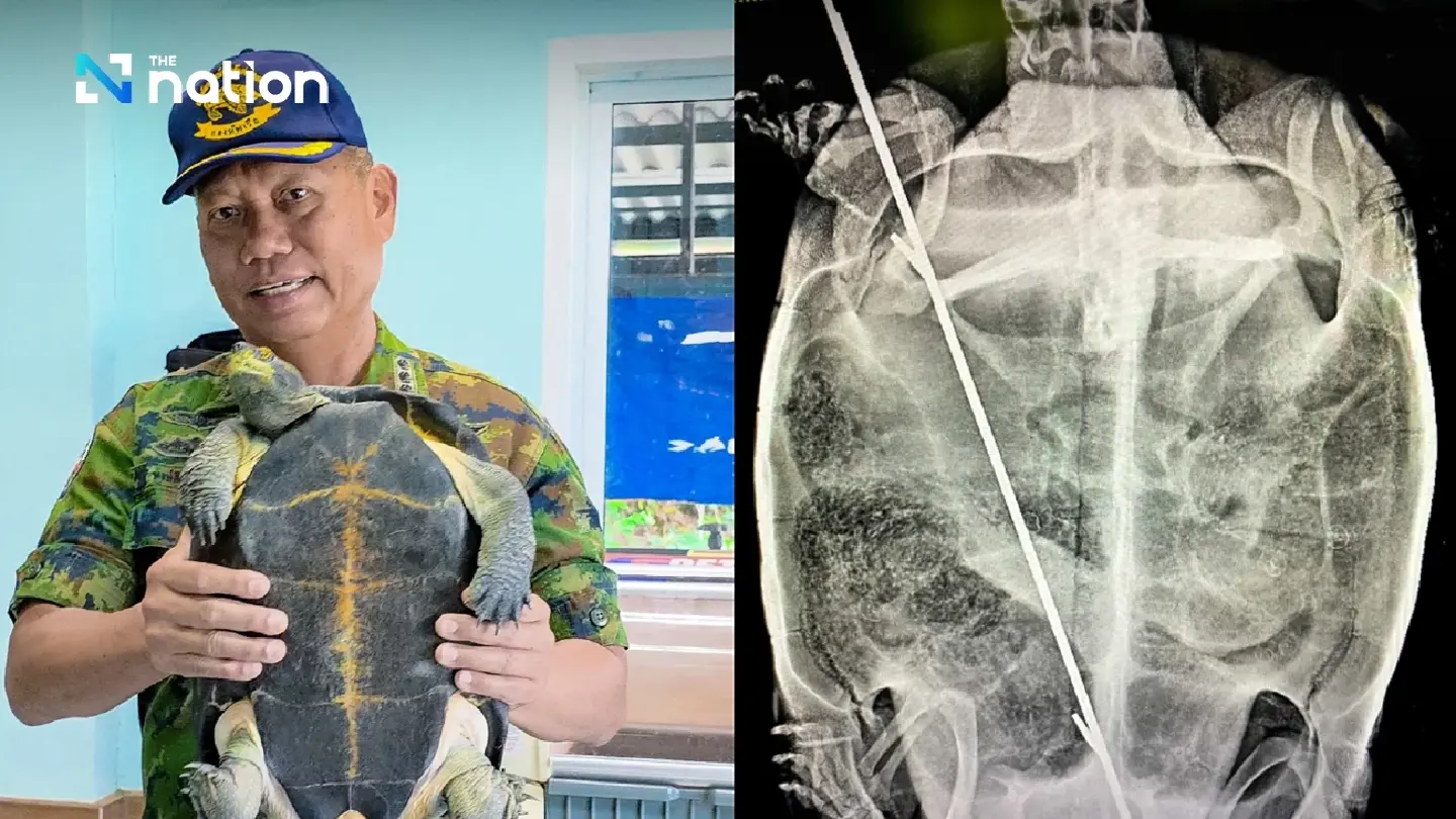 Thai Navy Hospital Performs Life-Saving Surgery on Turtle Impaled by Harpoon
