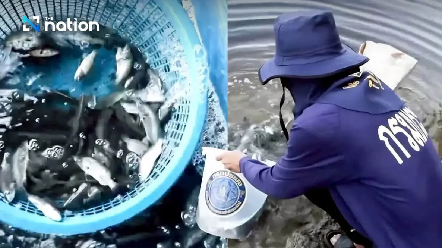 Phetchaburi fisheries chief hails success of seabass project to control alien blackchin tilapia