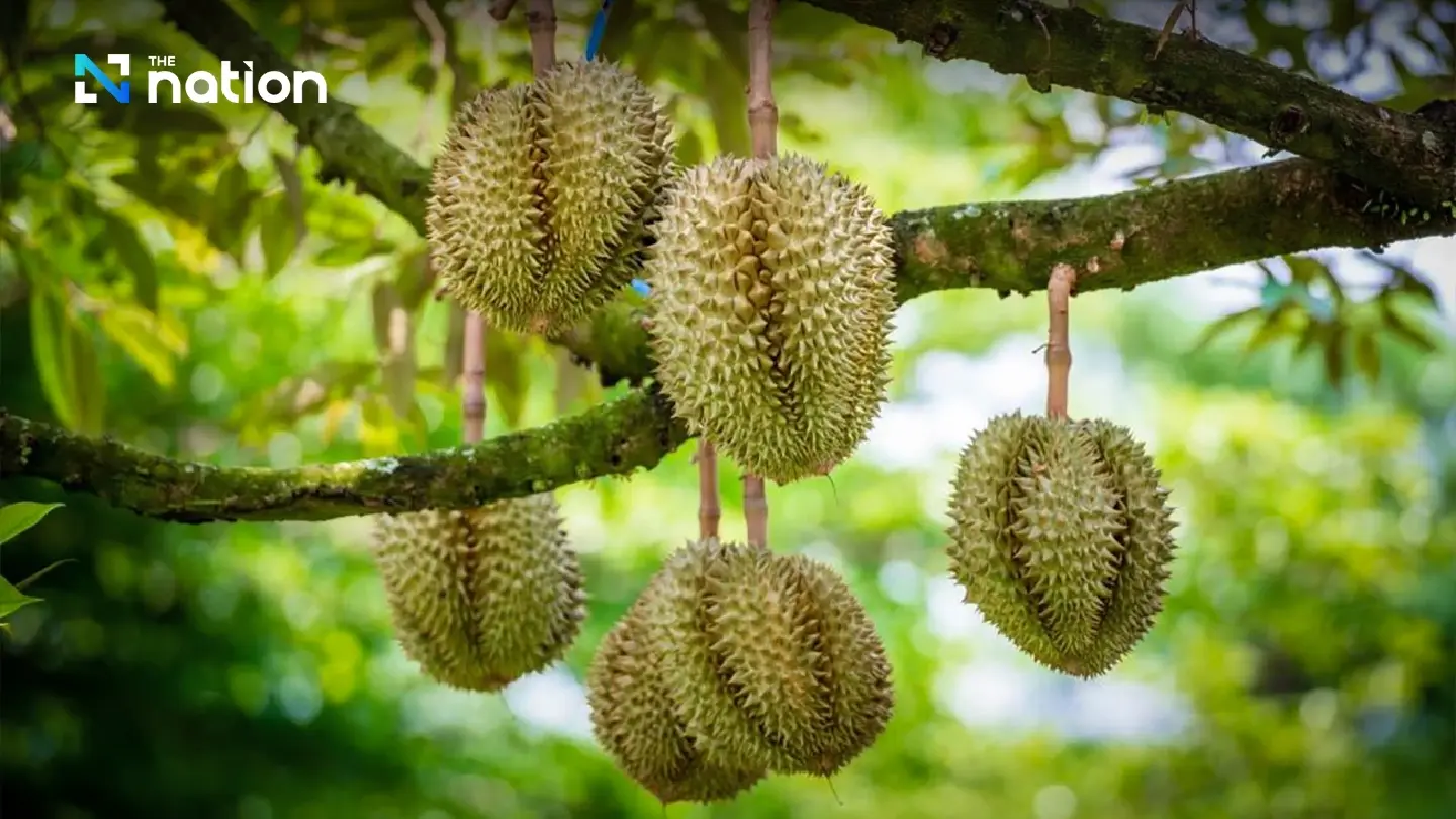 Commerce Ministry targets alleged nominee ownership in Chanthaburi durian orchard