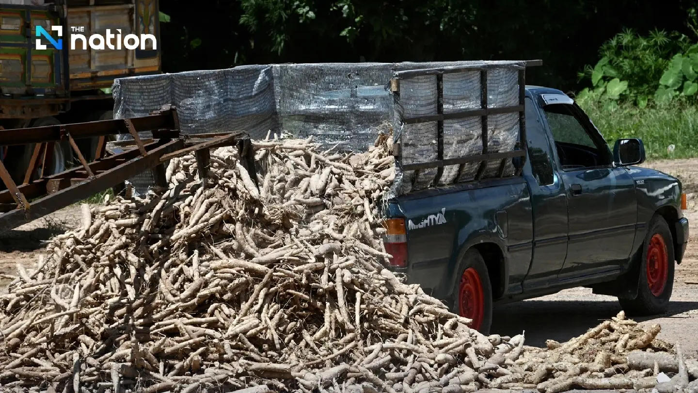 Thailand tightens cassava imports from Cambodia to protect local farmers Thailand tightens cassava imports from Cambodia to protect local farmers
