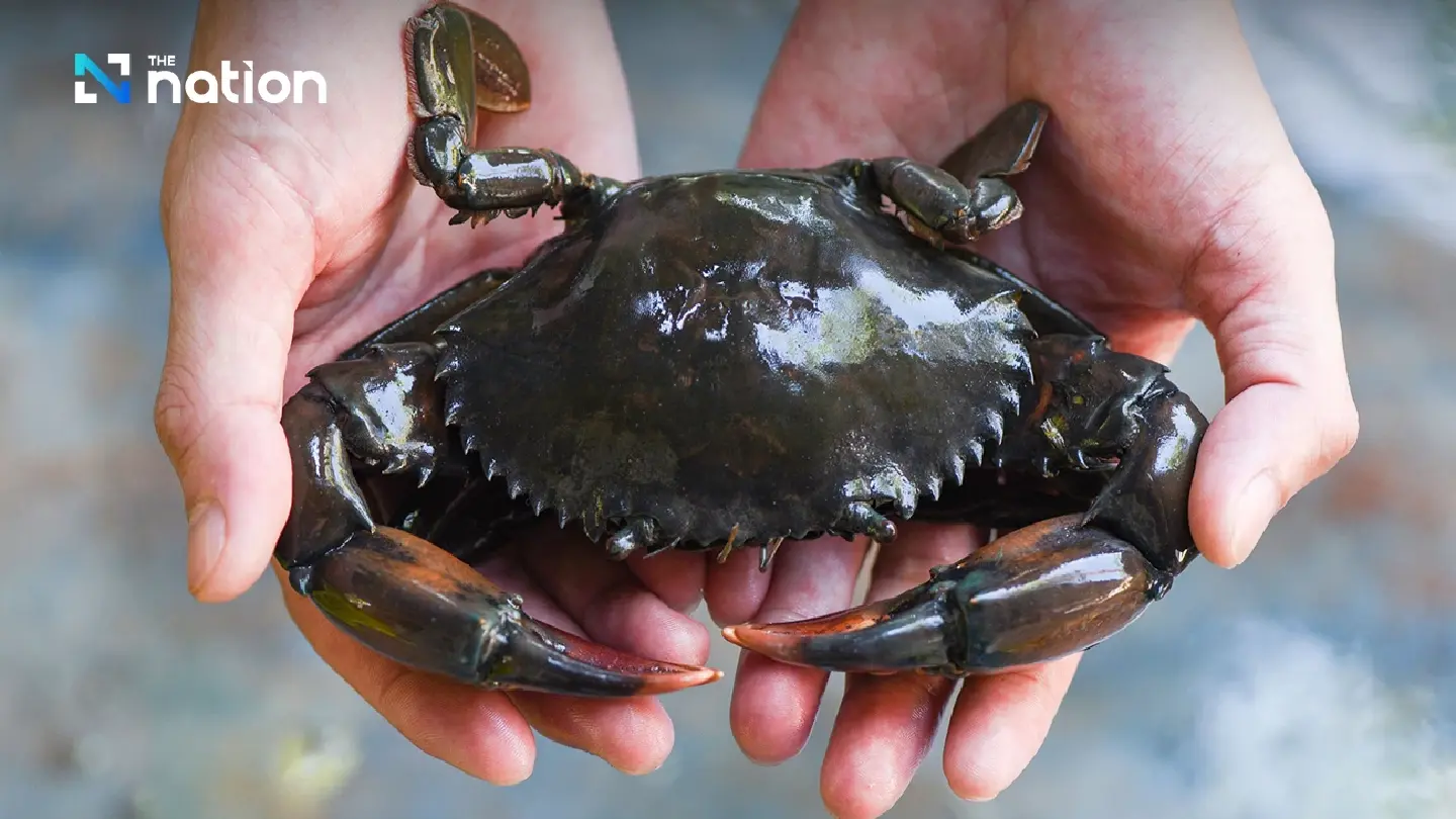 DOF promotes conversion of abandoned shrimp ponds for sea crab farming
