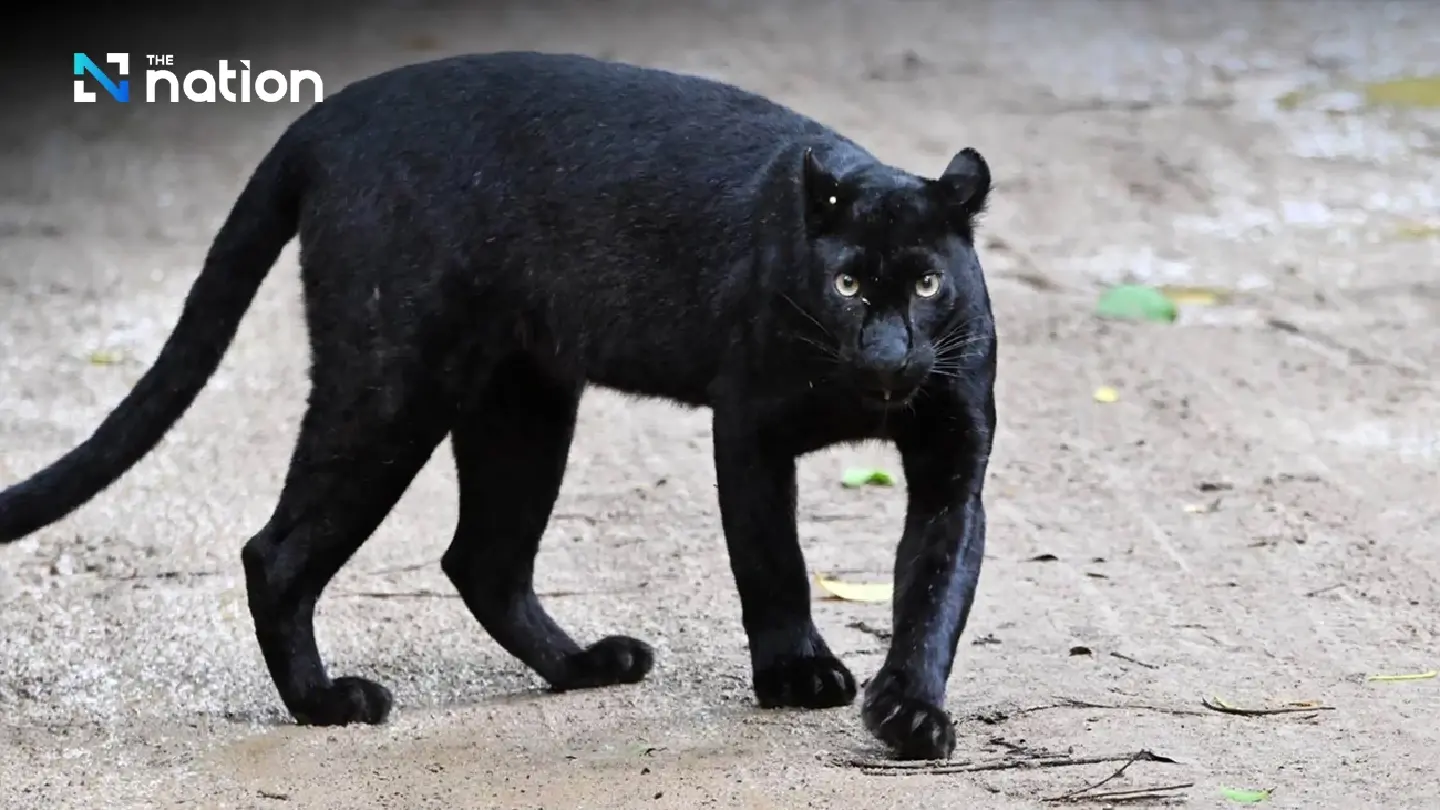 Black leopard spotted in Kaeng Krachan National Park, highlighting biodiversity Black leopard spotted in Kaeng Krachan National Park, highlighting biodiversity