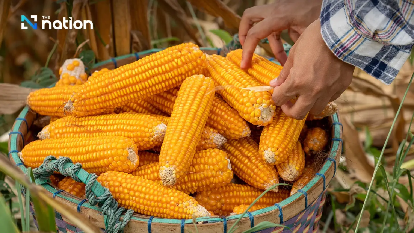 Thai Feed Mills Halt Corn Purchases Amid GMO Import Controversy