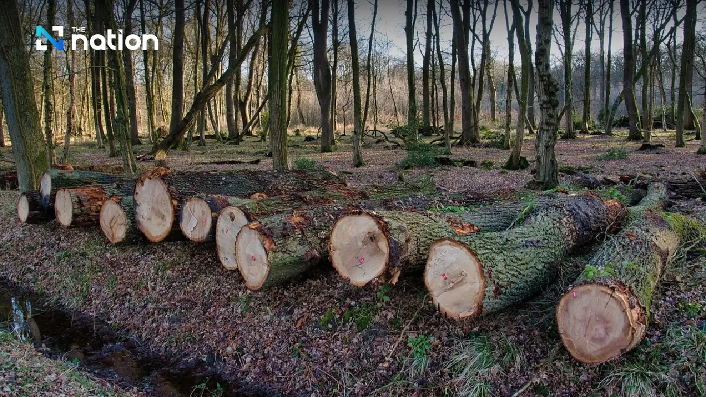 Thailand earns ‘Low-Risk’ Status under EU deforestation-free trade rules Thailand earns ‘Low-Risk’ Status under EU deforestation-free trade rules