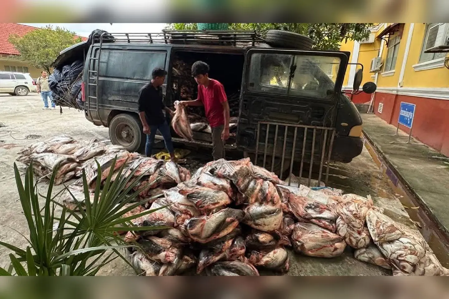 Casting the net wide: Officers seize over ten tonnes of illegally imported Thai fish Casting the net wide: Officers seize over ten tonnes of illegally imported Thai fish