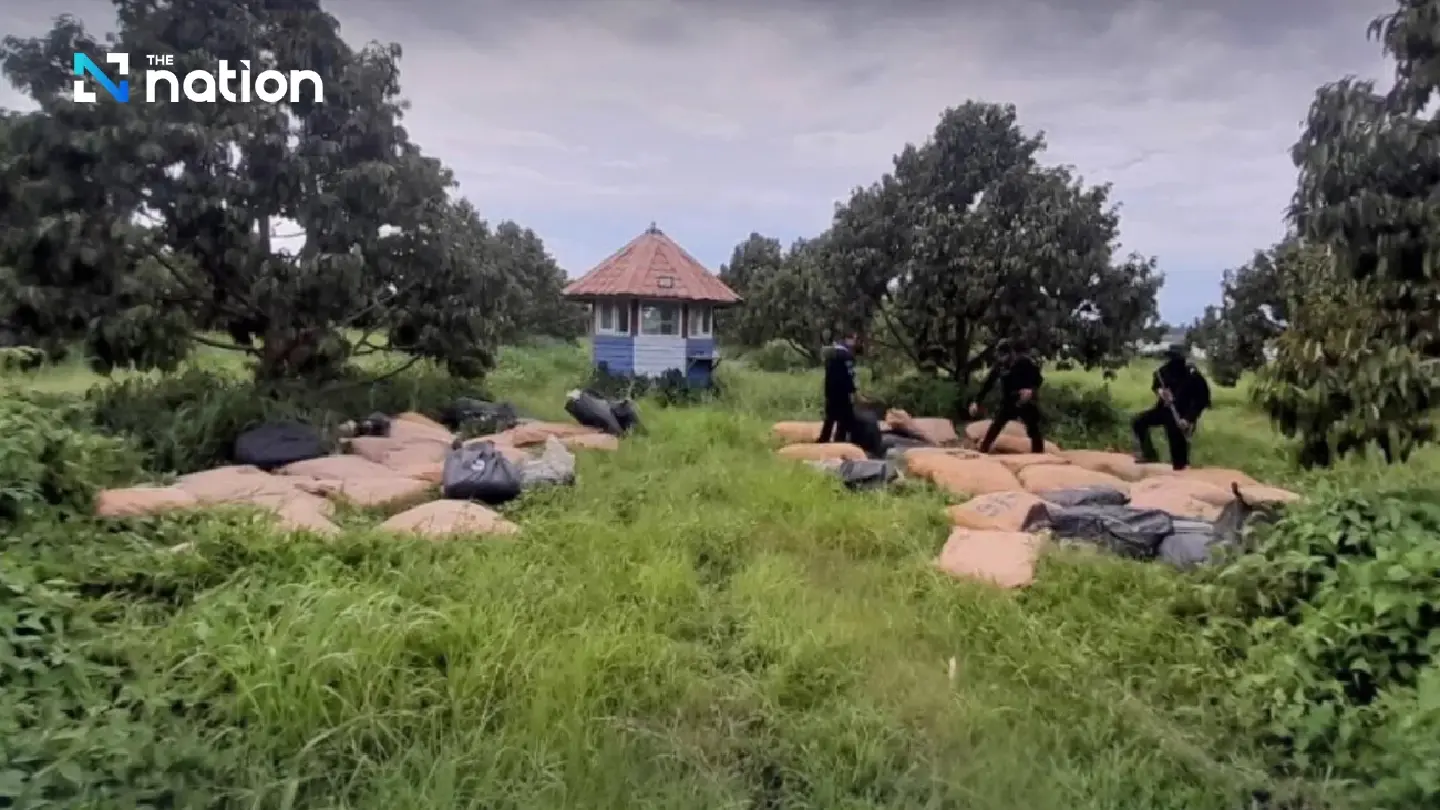 Huge Cannabis Haul in Thailand's Durian Orchards Huge Cannabis Haul in Thailand's Durian Orchards