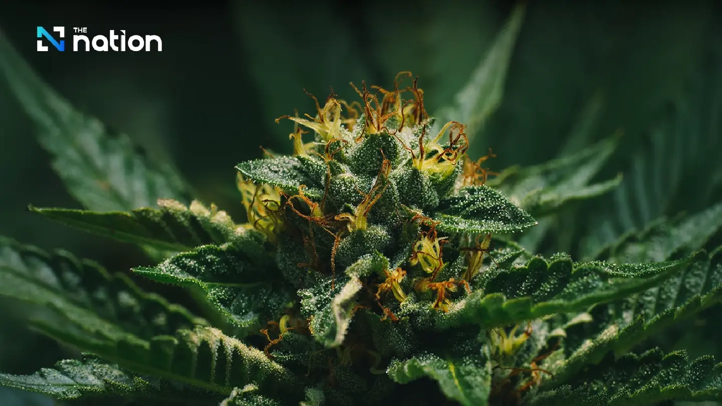 DTAM lists 15 types of sickness eligible for ganja smoking