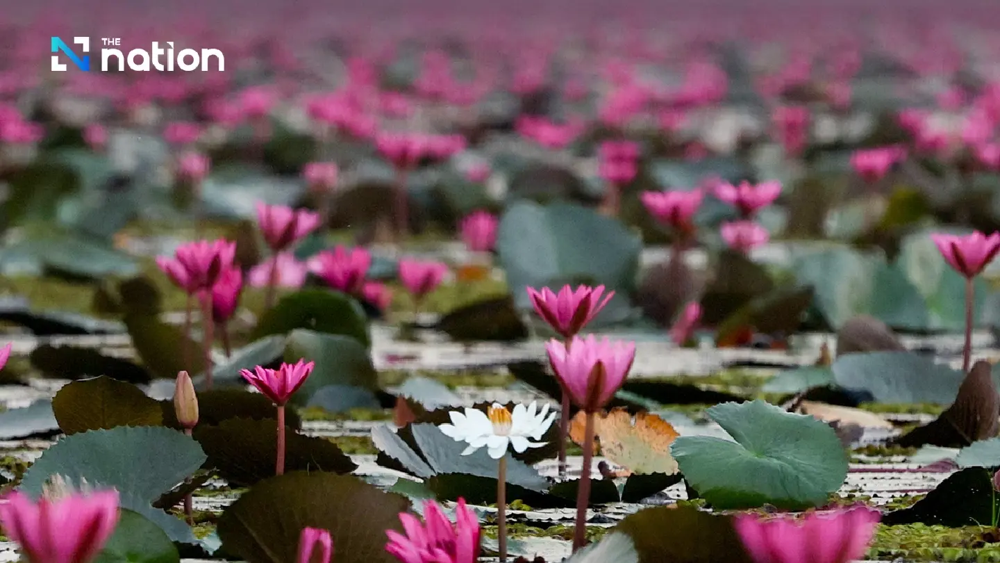 Udon Thani’s magical Red Lotus Lake Udon Thani’s magical Red Lotus Lake