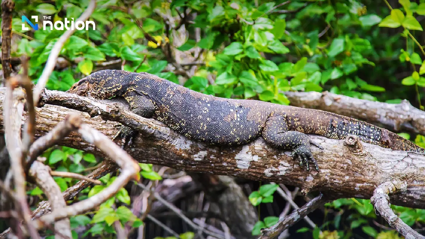 ‘Hia’ water monitors can be legally farmed for skins, says DNP ‘Hia’ water monitors can be legally farmed for skins, says DNP