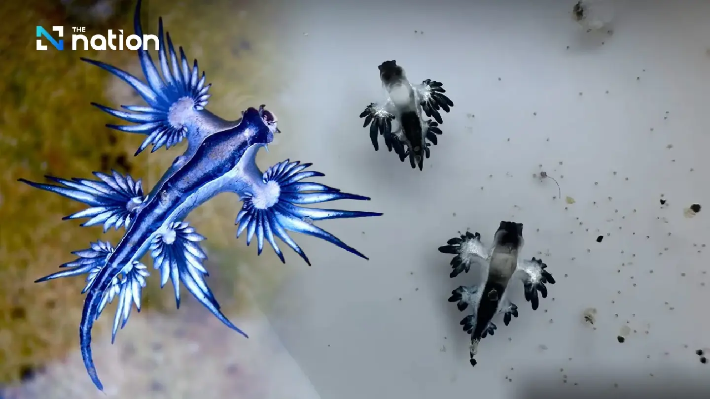 Deadly 'Blue Dragon' Sea Slugs Wash Up on Phuket's Karon Beach