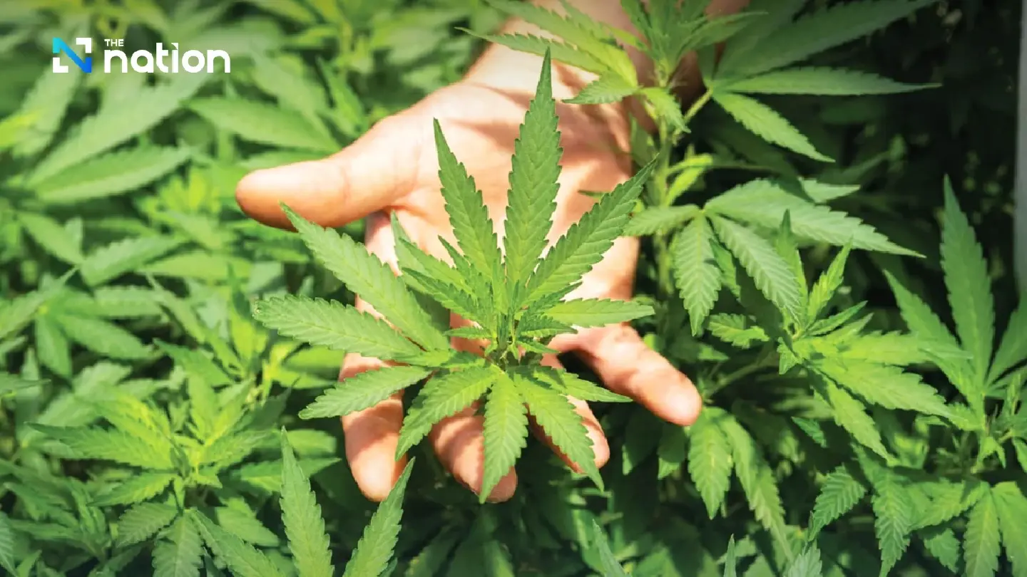 First test of "Cannabis Prescription" system today! First test of "Cannabis Prescription" system today!