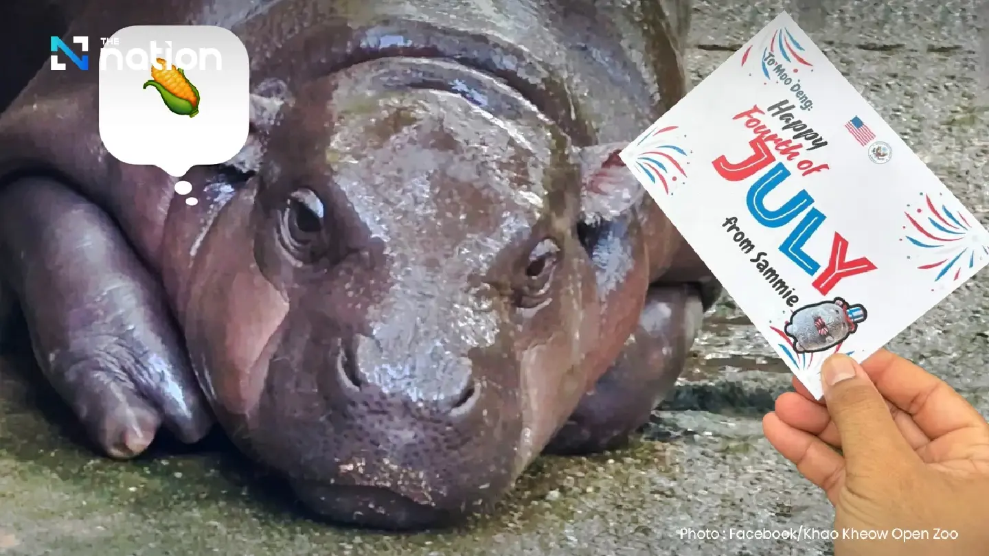 Moo Deng Turns One: US Embassy Sends Gift as Thai Zoo Plans Free Entry Bash