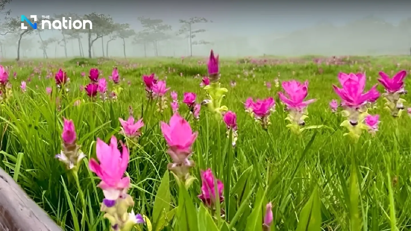Thailand’s Siam Tulip season enchants travellers in Chaiyaphum