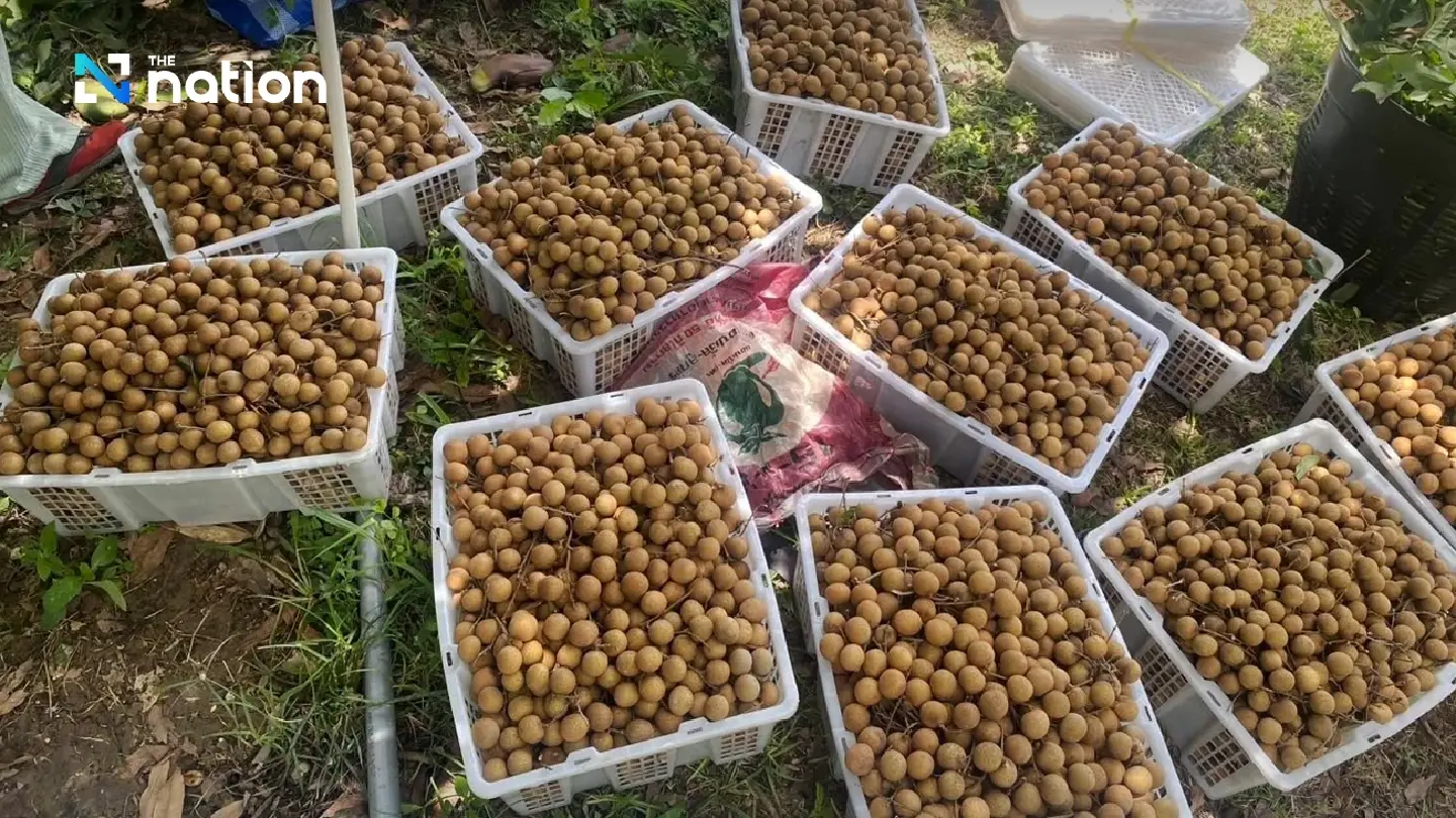 Government allocates 1 billion baht to support longan farmers amid surplus crisis