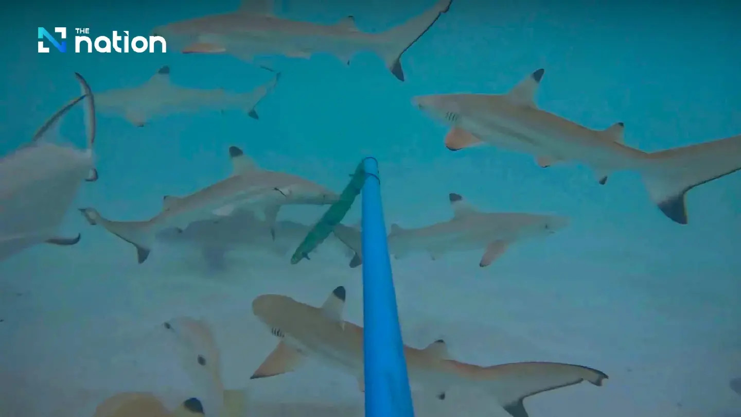 Record 158 blacktip reef sharks spotted in Maya Bay