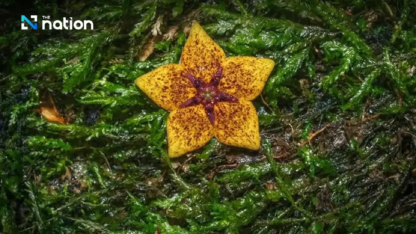 'Lost' Plant Returns: Forest Sea Star Discovered in Thai Jungles After a Century 'Lost' Plant Returns: Forest Sea Star Discovered in Thai Jungles After a Century
