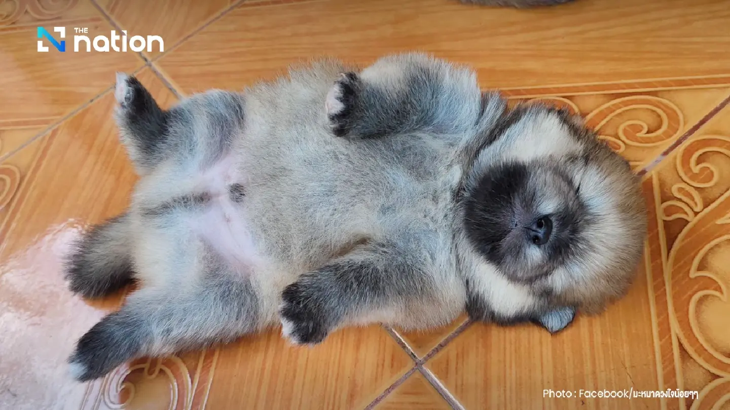 How much do Thais spend on each pet? How much do Thais spend on each pet?