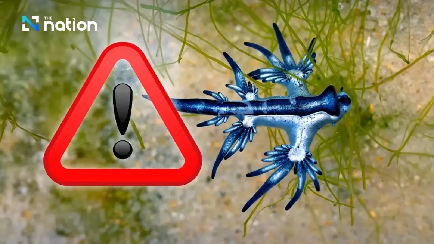 DDC warns beachgoers of ‘blue dragon’ after sighting in Phuket