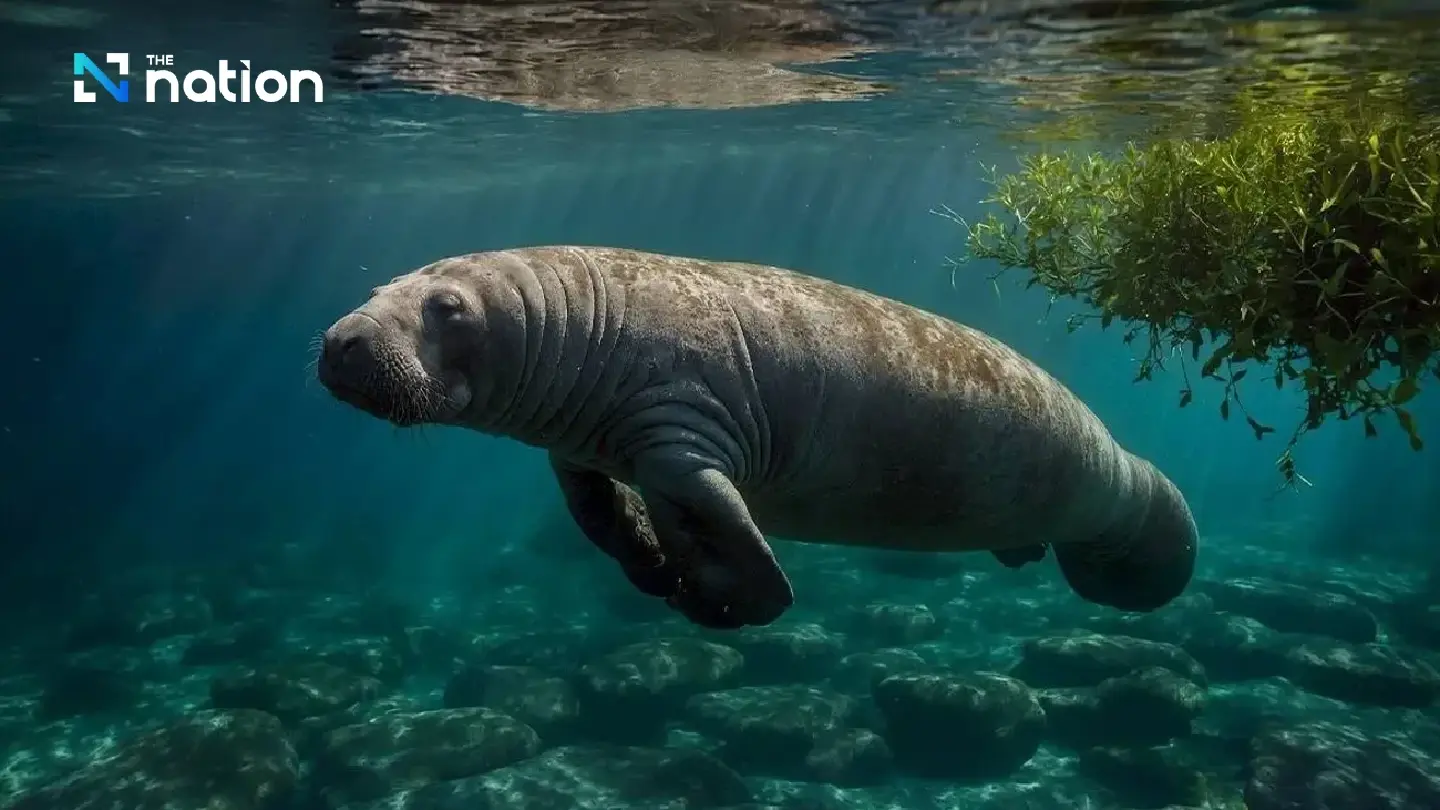 August 17 marked as National Dugong Conservation Day