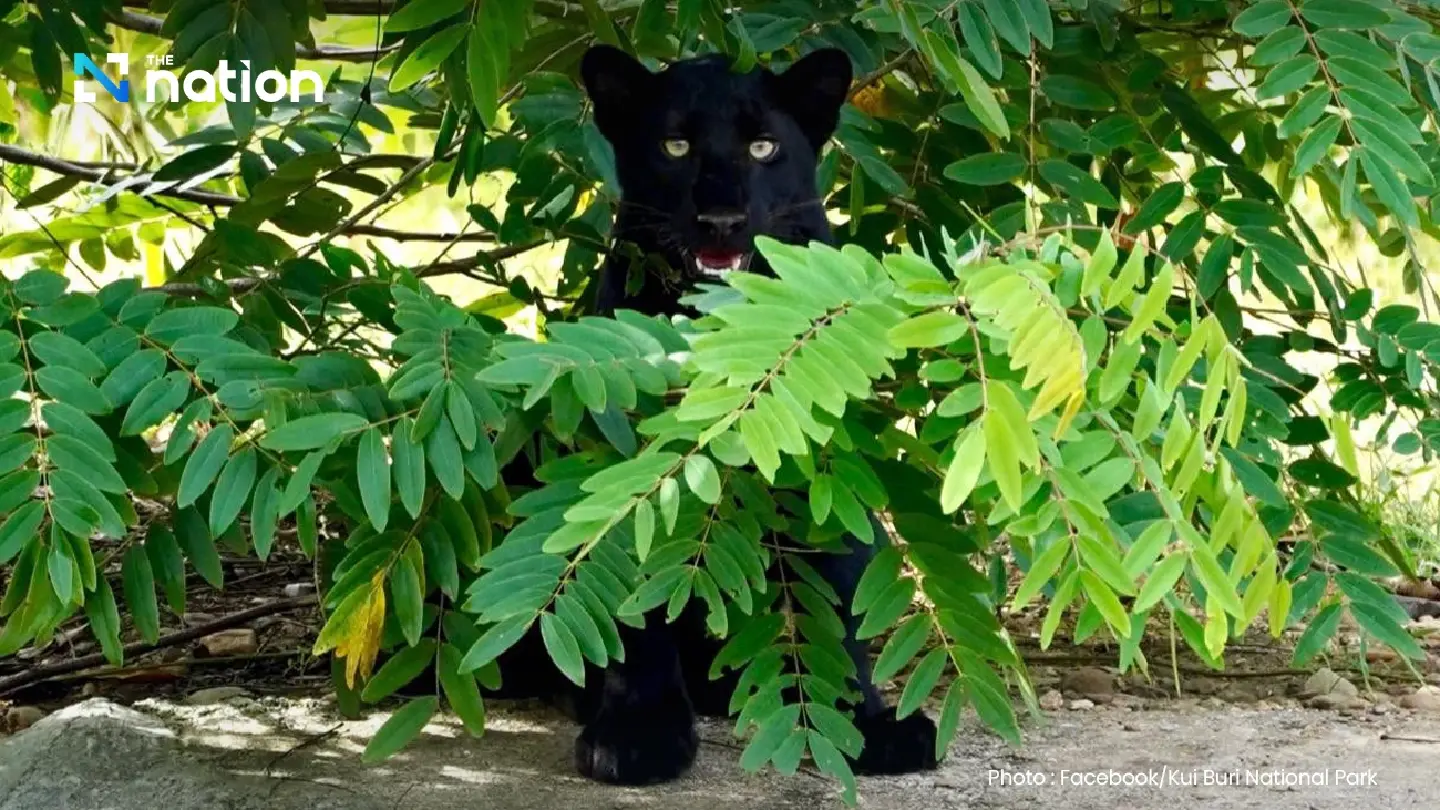 National park releases photo of black panther greeting tourists National park releases photo of black panther greeting tourists