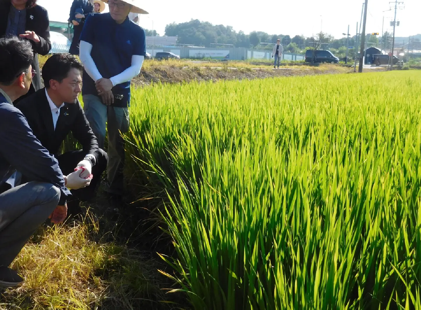 Japanese farm minister visits rice field in South Korea Japanese farm minister visits rice field in South Korea