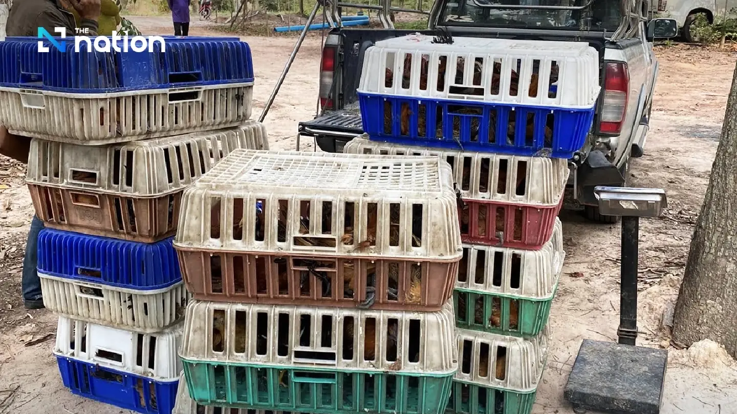 Livestock Dept bans import of poultry from Cambodia for 90 days to contain bird flu