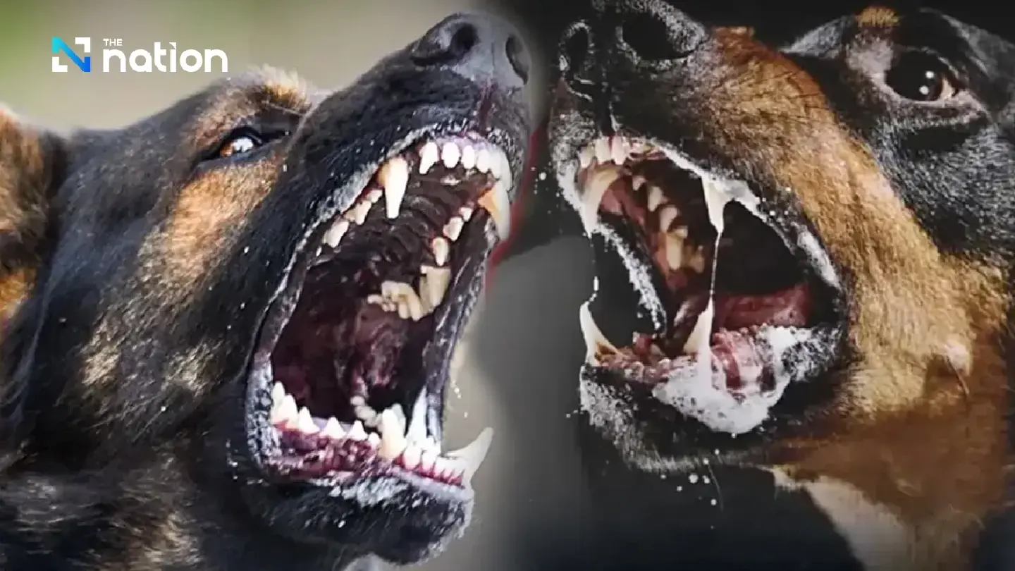 Bang Phli district imposes one-month rabies control zone, bans movement of dogs and cats