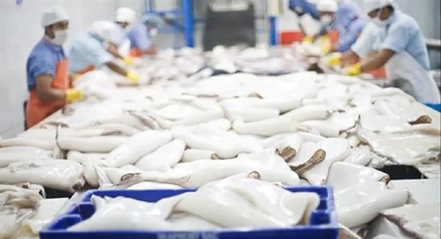 Vietnam’s squid and octopus exports to Thailand surge, paving the way to a key market Vietnam’s squid and octopus exports to Thailand surge, paving the way to a key market