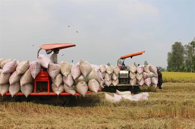 Vietnam rice exporters call for action after Philippines halts imports