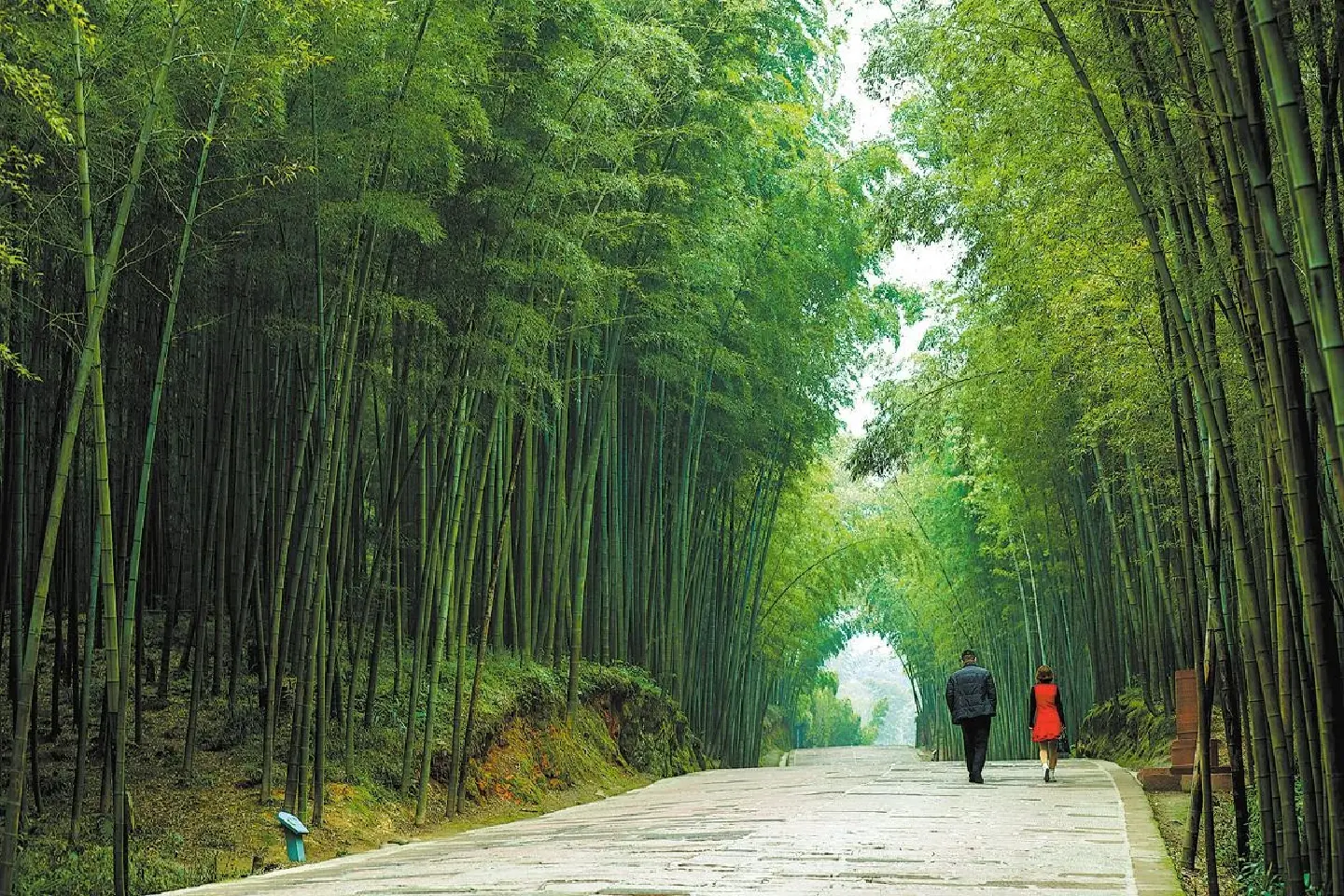 Bamboo explored as alternative to plastic