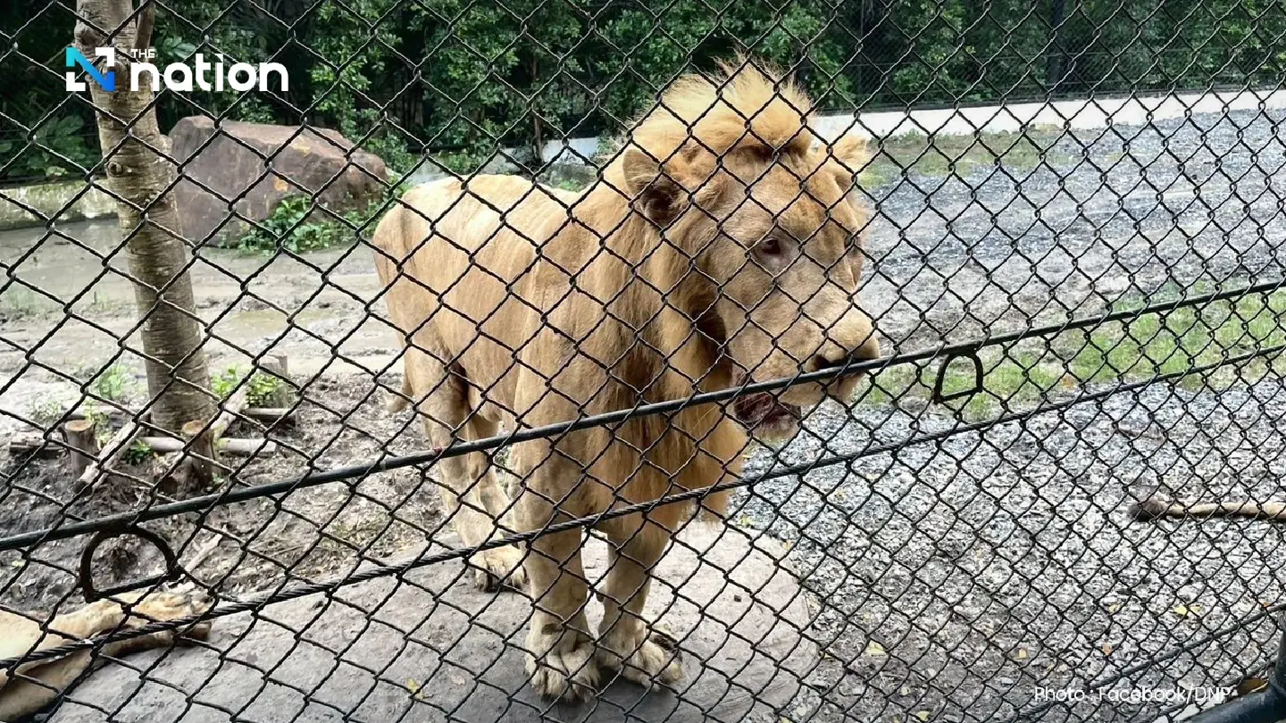 National Parks Department orders urgent safety improvements at Safari World after lion attack
