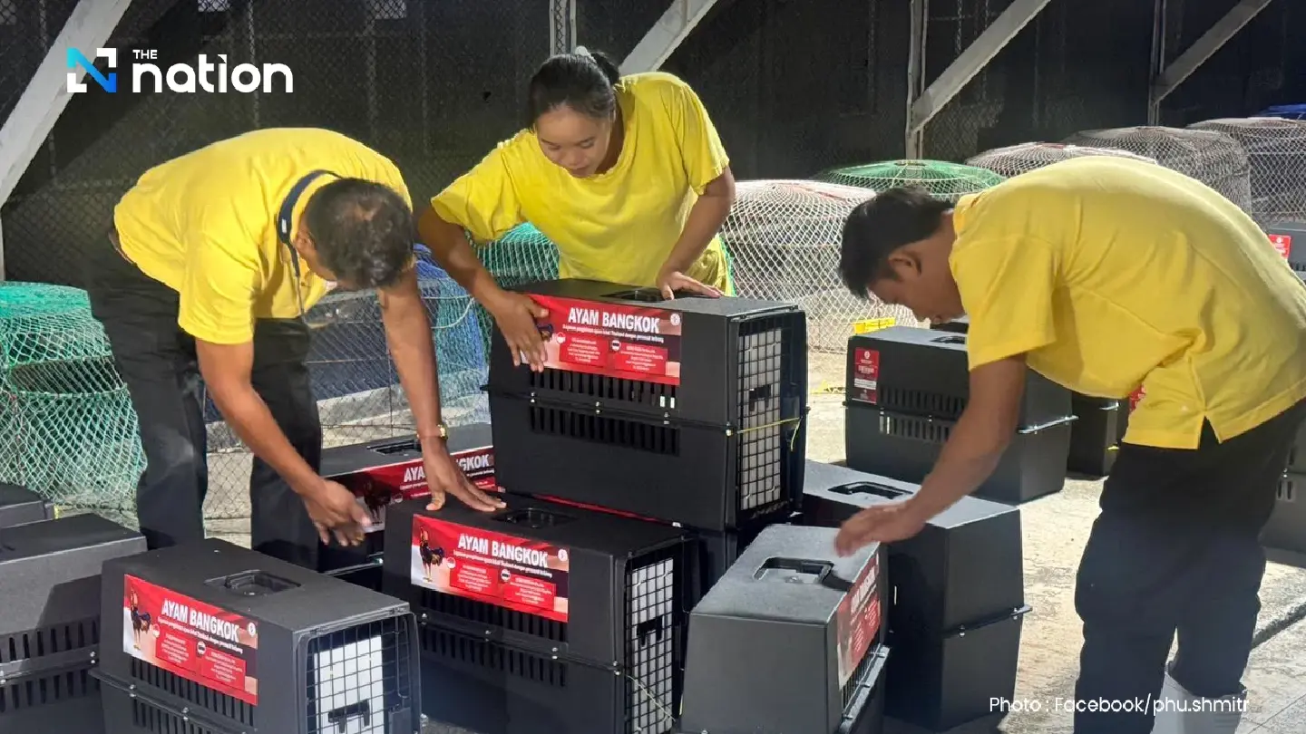 Thai Native 'Ayam Bangkok' Chickens Fetch Premium Prices in Indonesia