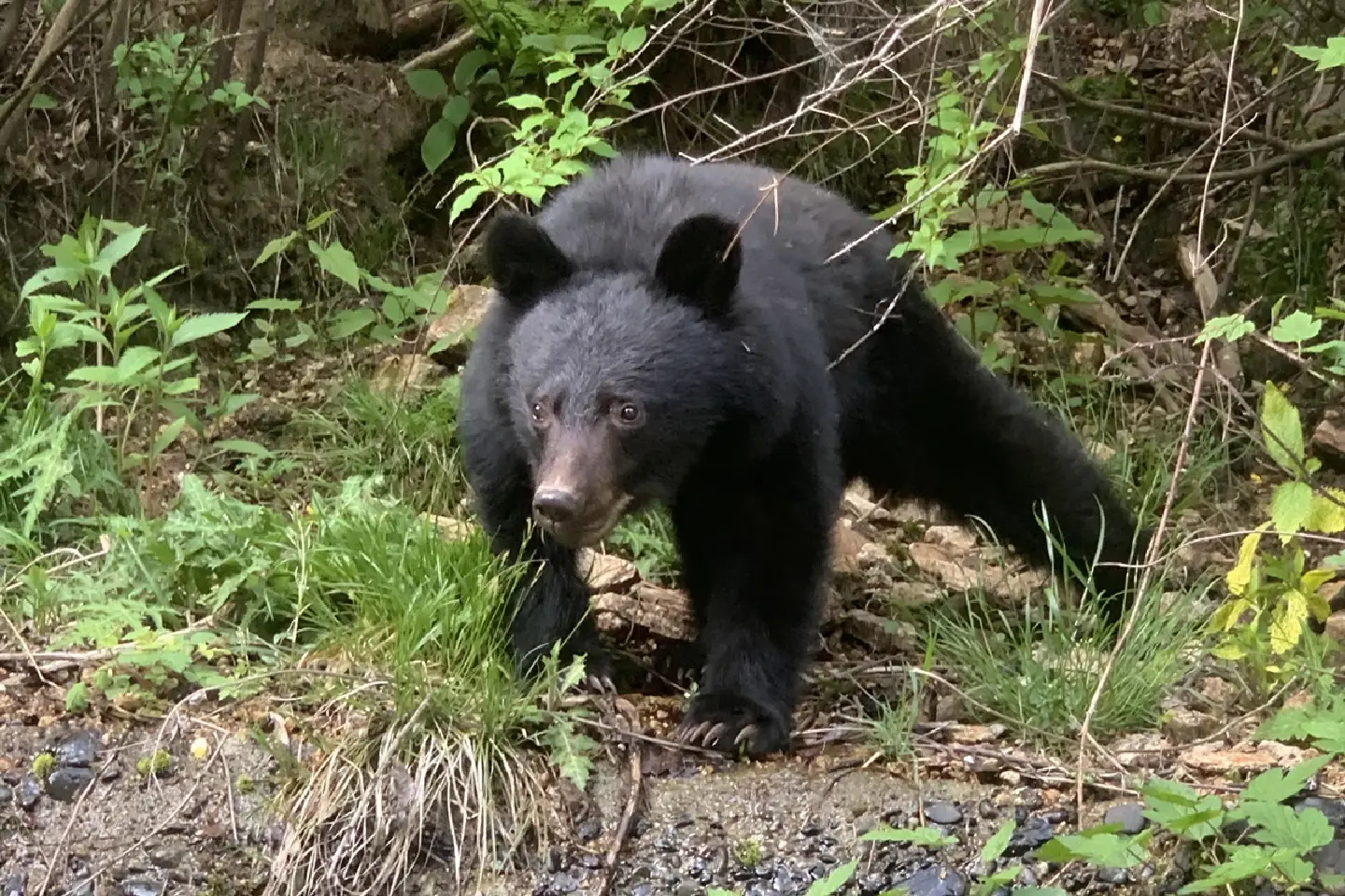 Asian Black Bear Sightings in Japan Hit Record High