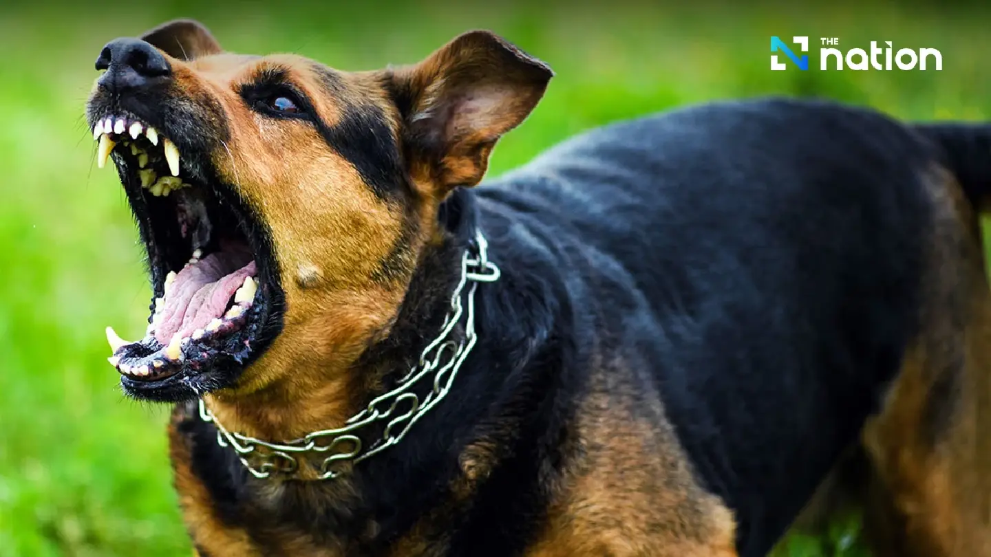 BMA issues rabies alert for three Bangkok districts