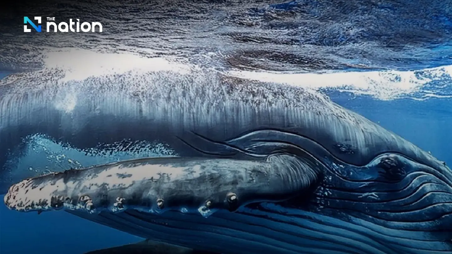 Cabinet resolves to add two whale species and one dolphin species to protected list Cabinet resolves to add two whale species and one dolphin species to protected list