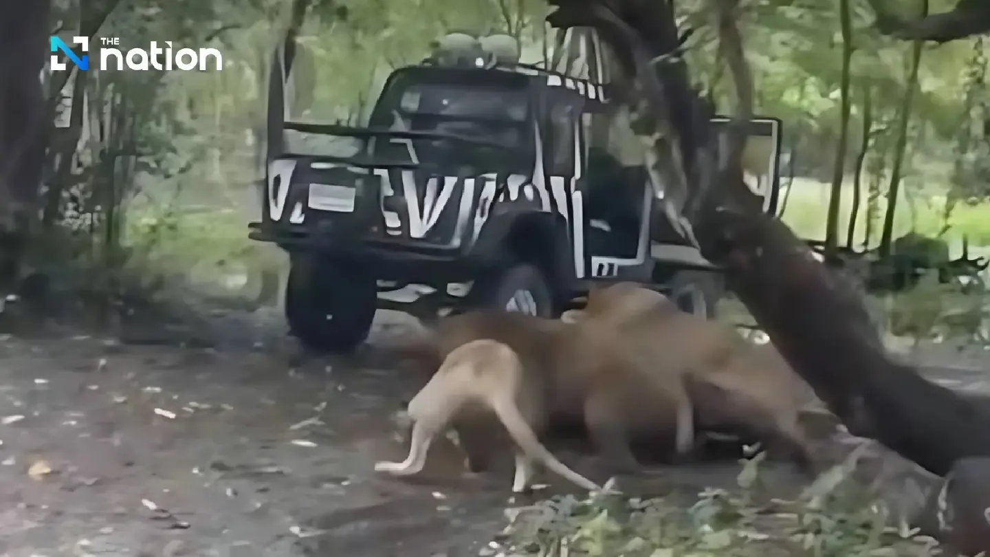 Zookeeper fatally mauled by lions at Bangkok zoo