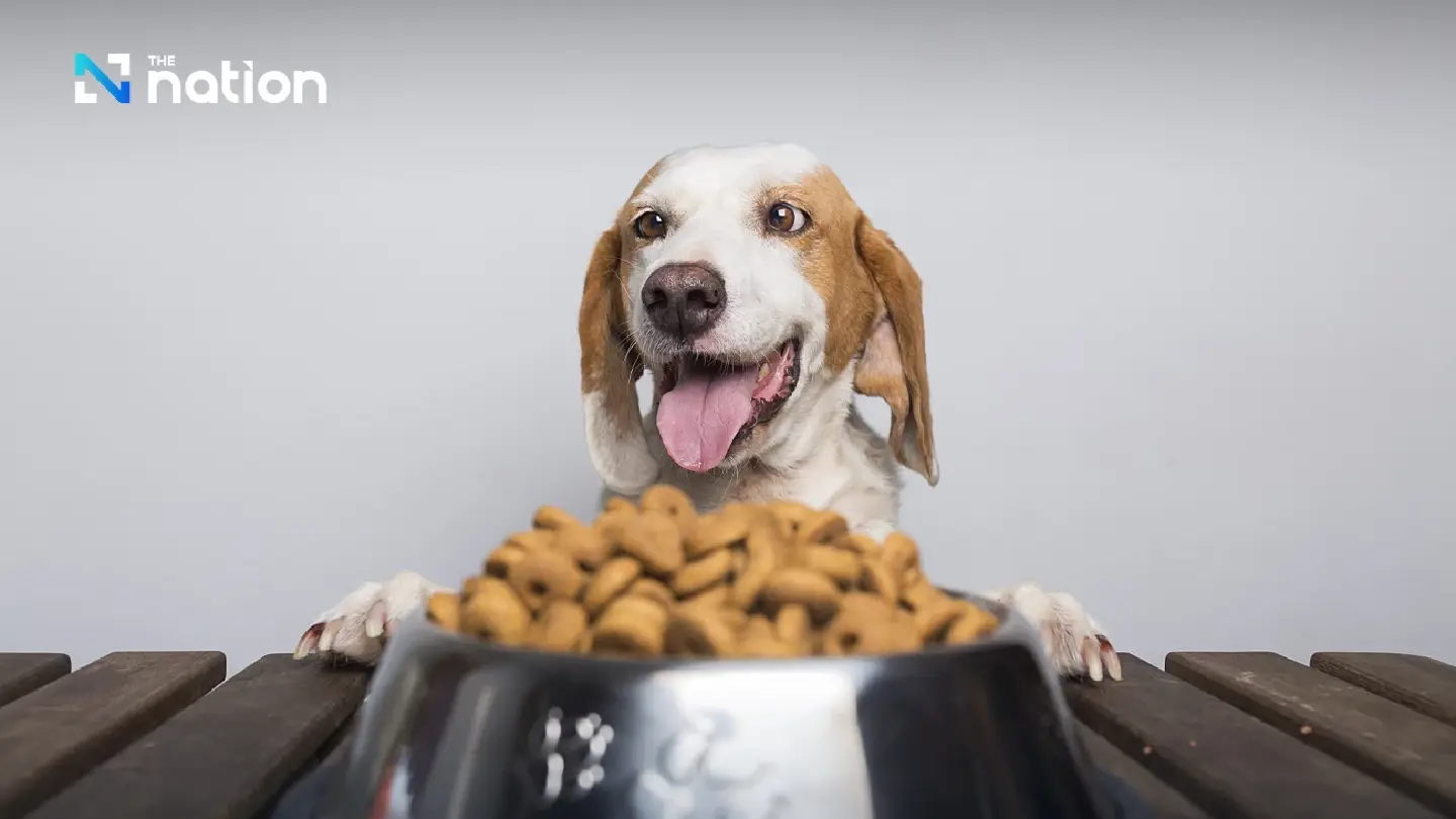 Thailand rises to world’s No. 2 pet food exporter in 2024, worth 85 billion baht