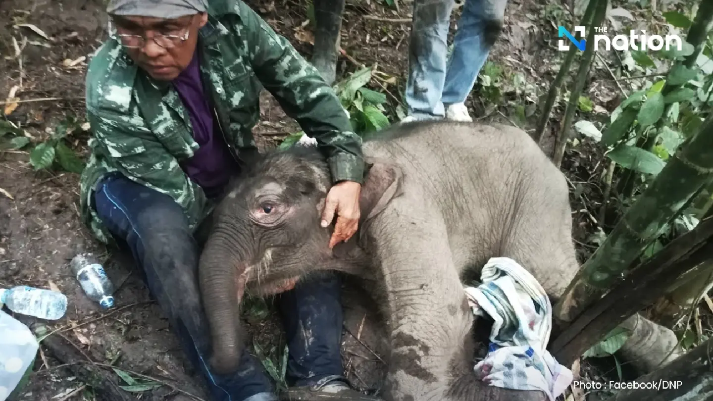Baby elephant rescued after mother abandons it in Lam Khlong Ngu forest