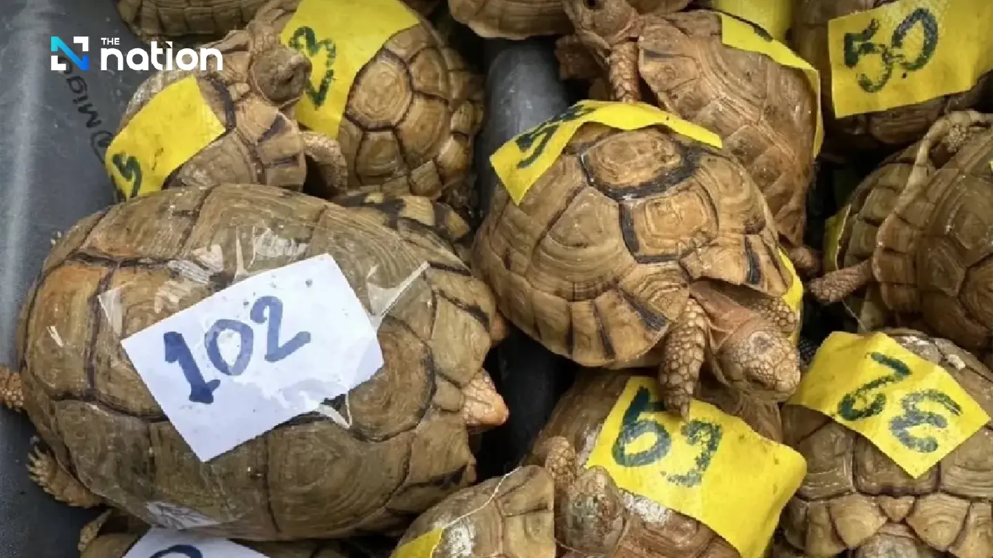 Thai Authorities Seize 187 Egyptian Tortoises at Suvarnabhumi Airport Thai Authorities Seize 187 Egyptian Tortoises at Suvarnabhumi Airport