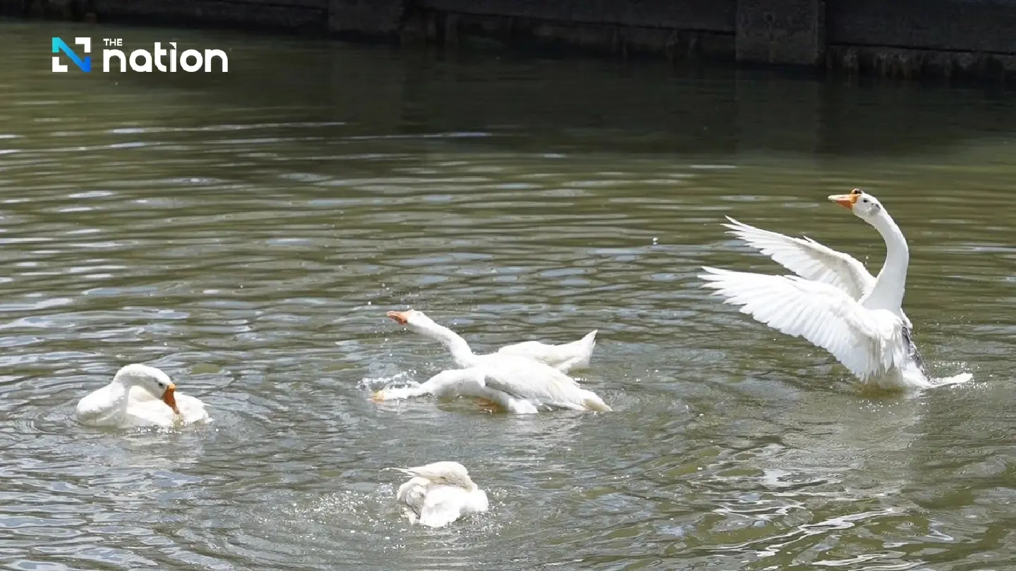 “Khu Mueang Geese” officially joins Chiang Mai municipal team with full benefits “Khu Mueang Geese” officially joins Chiang Mai municipal team with full benefits