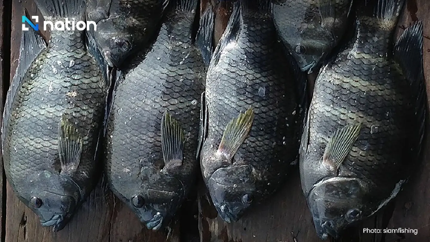 Invasive zebra cichlids found in Bangkok’s Railway Park