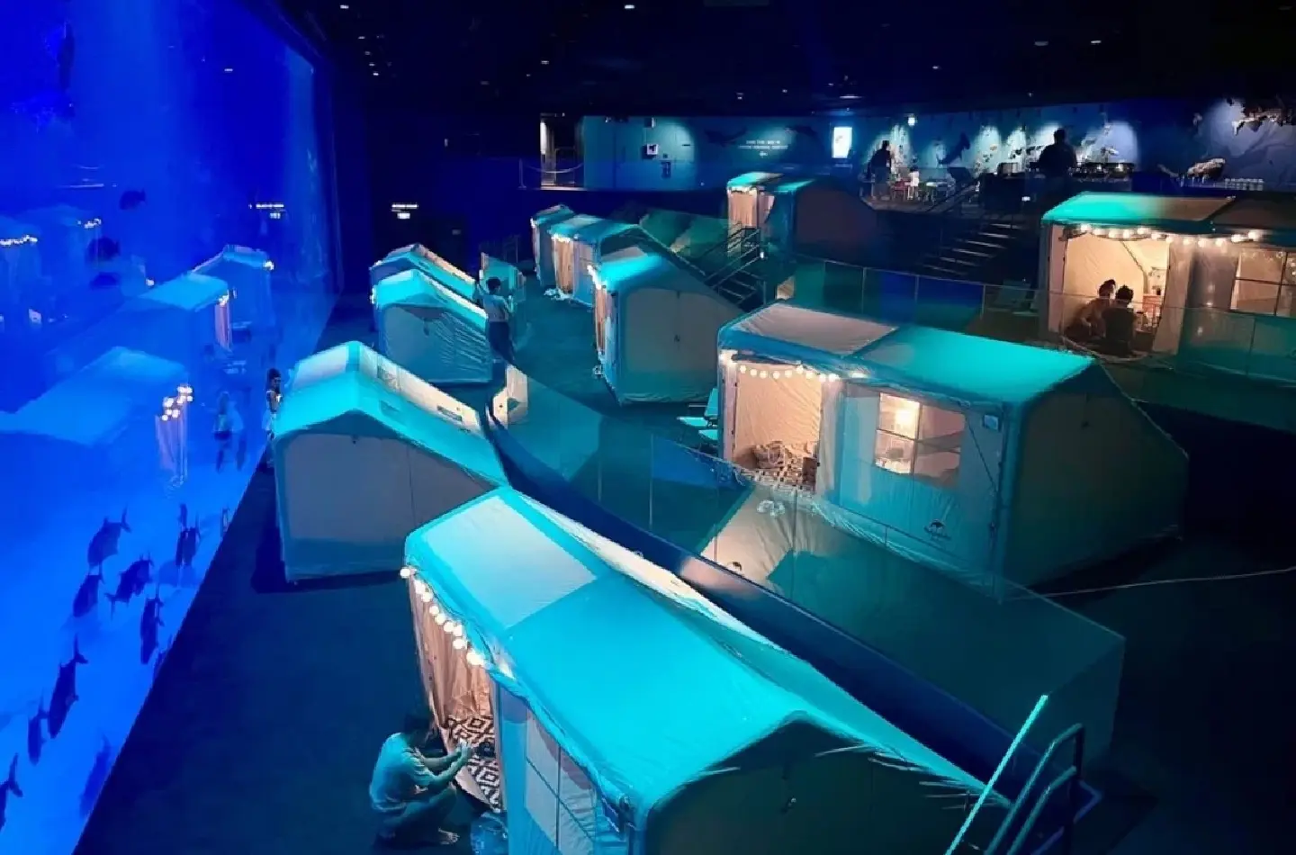 Sleep with the fishes: Glamping at the Singapore Oceanarium