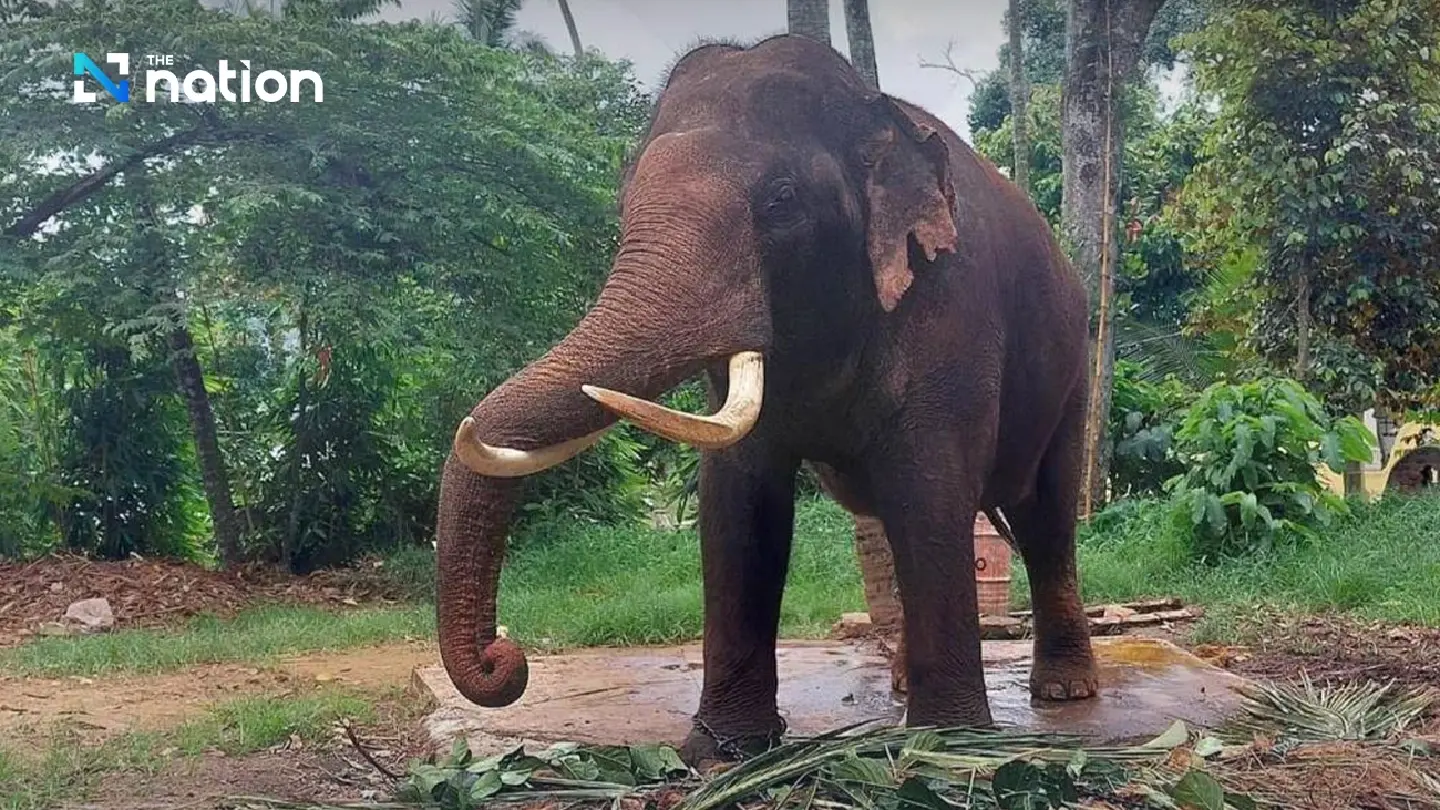 Thailand set to bring back elephants from Sri Lanka after PM’s approval