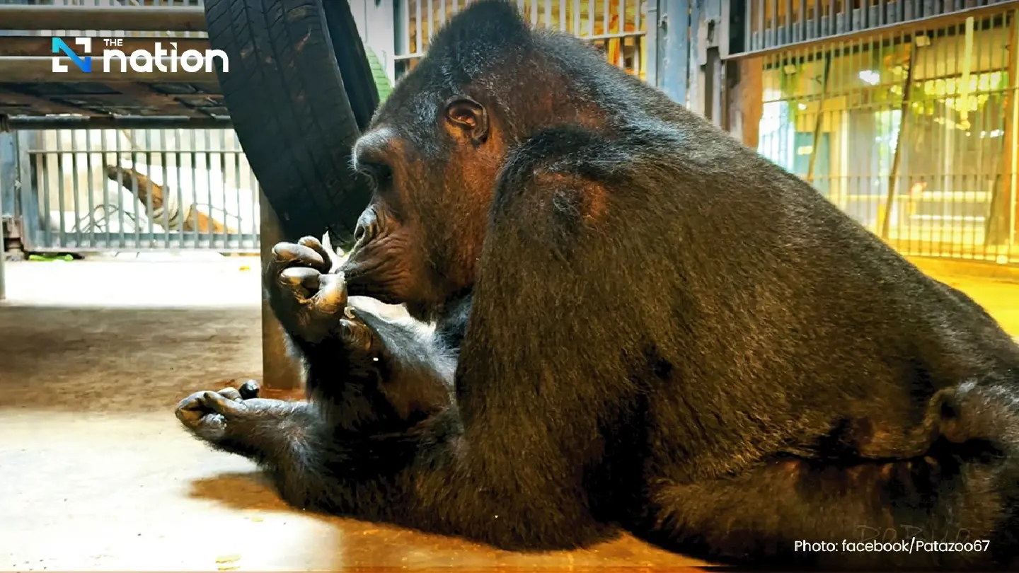 Pata Zoo unveils latest photo of Auntie Bua, Thailand’s legendary gorilla
