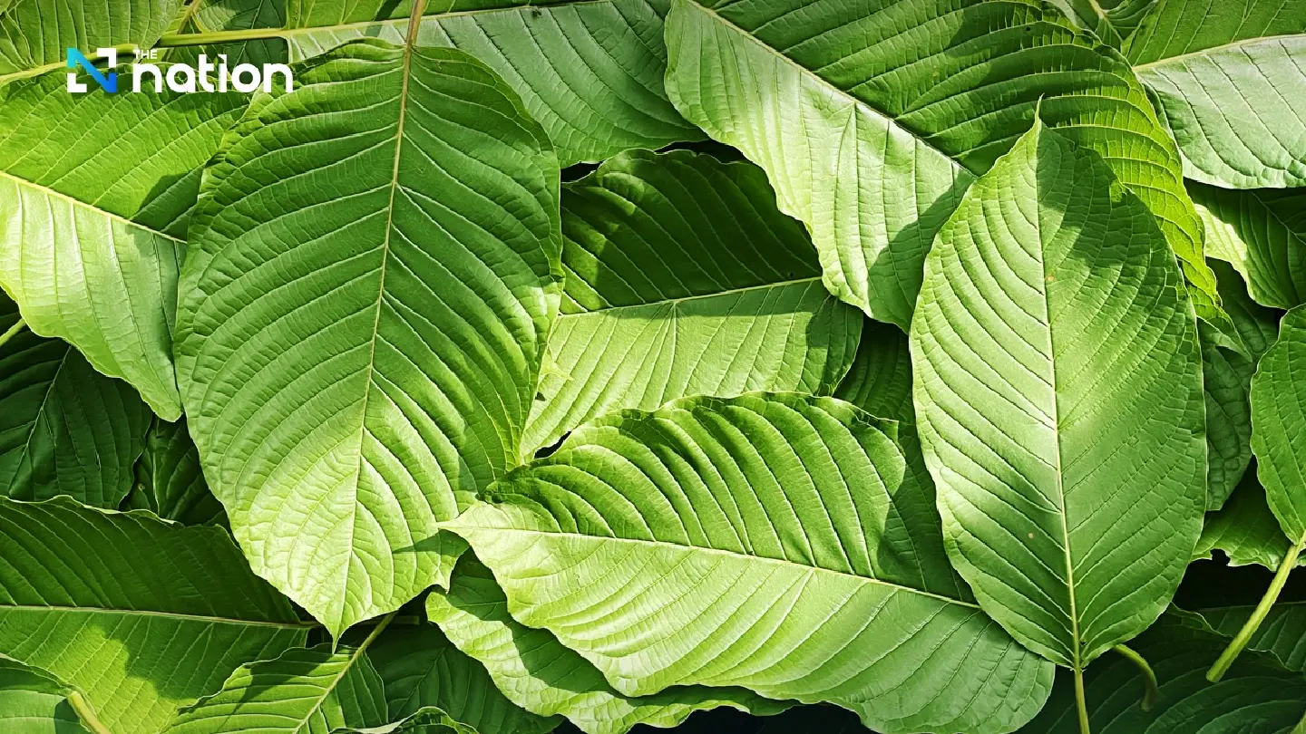 ONCB starts enforcing strict rules to control kratom leaf sales